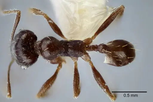 Pheidole centeotl specimen CASENT0649706 image casent0649706_1