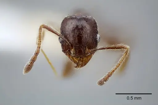 Pheidole centeotl specimen CASENT0649706 image casent0649706_2