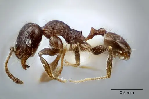 Pheidole centeotl specimen CASENT0649706 image casent0649706_3