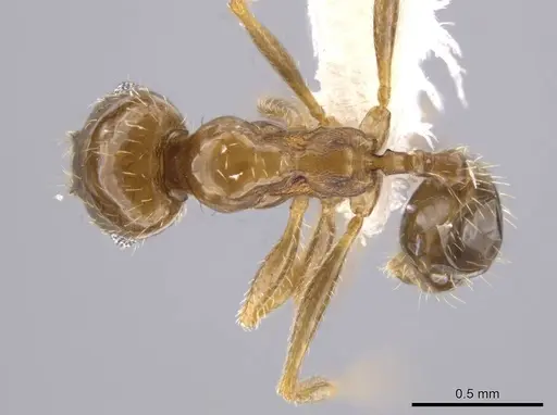 Pheidole centeotl specimen JTLC000010254 image jtlc000010254_1