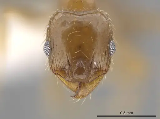 Pheidole centeotl specimen JTLC000010254 image jtlc000010254_2