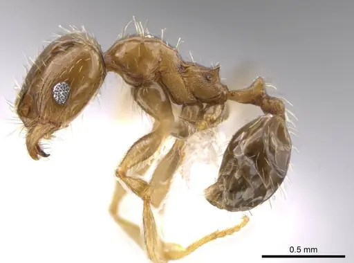 Pheidole centeotl specimen JTLC000010254 image jtlc000010254_3