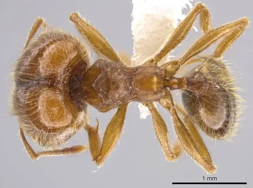 Pheidole centeotl specimen JTLC000010334 image jtlc000010334_1