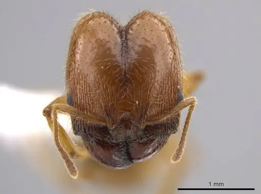 Pheidole centeotl specimen JTLC000010334 image jtlc000010334_2
