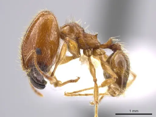 Pheidole centeotl specimen JTLC000010334 image jtlc000010334_3