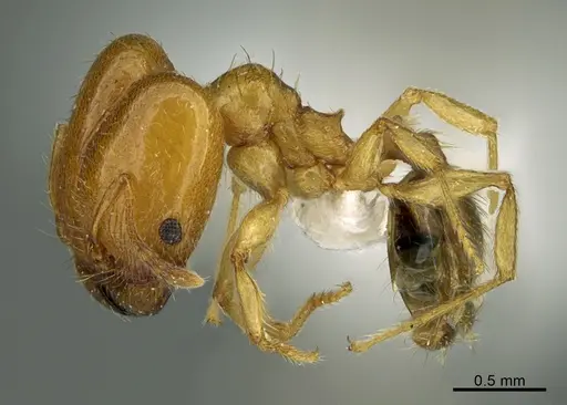 Pheidole cerebrosior specimen CASENT0000184 image casent0000184_1