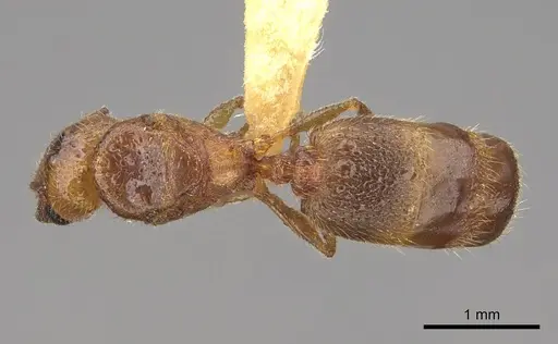 Pheidole cerebrosior specimen CASENT0005151 image casent0005151_1