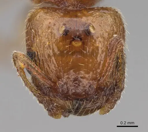 Pheidole cerebrosior specimen CASENT0005151 image casent0005151_2