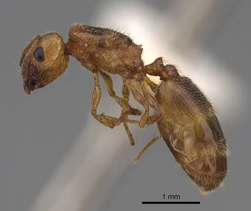 Pheidole cerebrosior specimen CASENT0005151 image casent0005151_3