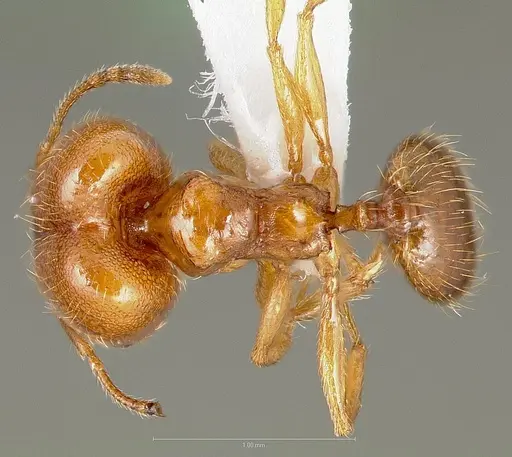 Pheidole cerebrosior specimen CASENT0005753 image casent0005753_1