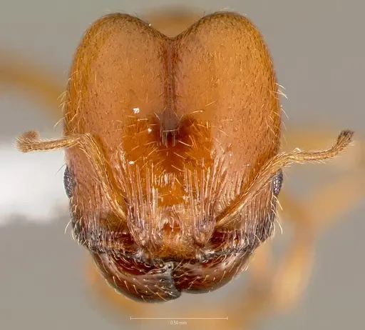 Pheidole cerebrosior specimen CASENT0005753 image casent0005753_2