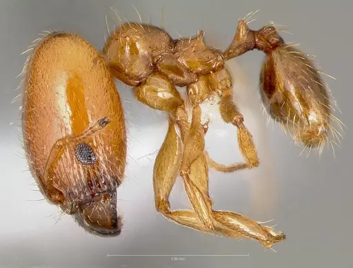 Pheidole cerebrosior specimen CASENT0005753 image casent0005753_3