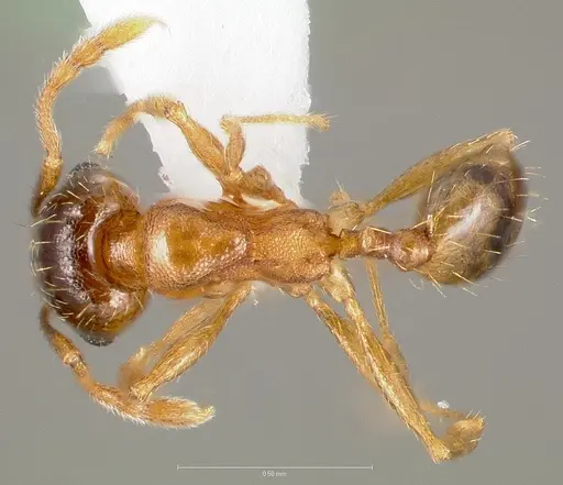 Pheidole cerebrosior specimen CASENT0005754 image casent0005754_1