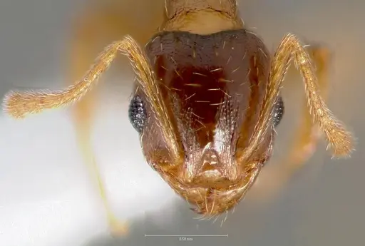 Pheidole cerebrosior specimen CASENT0005754 image casent0005754_2