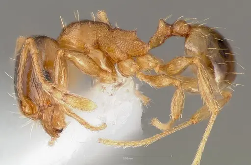 Pheidole cerebrosior specimen CASENT0005754 image casent0005754_3