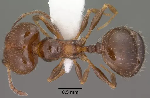 Pheidole ceres specimen CASENT0102870 image casent0102870_1