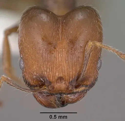 Pheidole ceres specimen CASENT0102870 image casent0102870_2