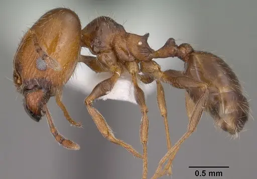 Pheidole ceres specimen CASENT0102870 image casent0102870_3