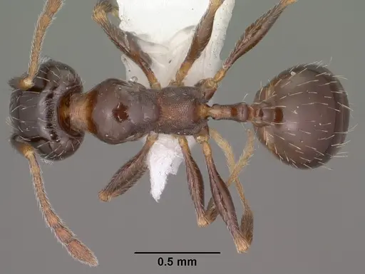 Pheidole ceres specimen CASENT0102871 image casent0102871_1