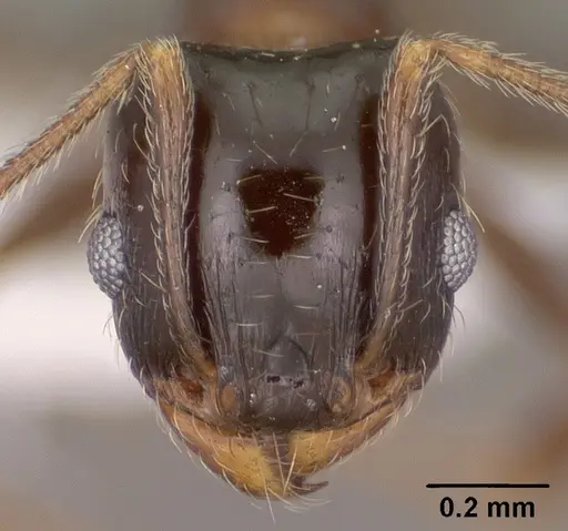 Pheidole ceres specimen CASENT0102871 image casent0102871_2