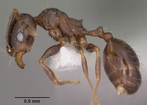 Pheidole ceres specimen CASENT0102871 image casent0102871_3
