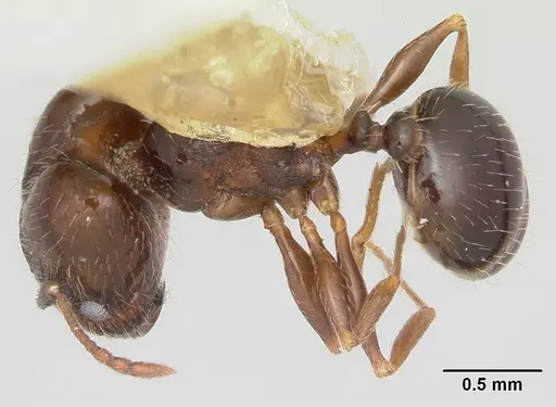 Pheidole ceres specimen CASENT0104989 image casent0104989_1