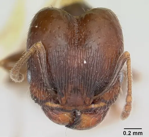 Pheidole ceres specimen CASENT0104989 image casent0104989_2