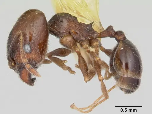 Pheidole ceres specimen CASENT0104989 image casent0104989_3