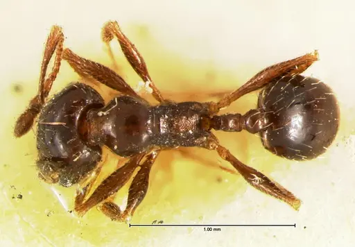 Pheidole ceres specimen CASENT0105651 image casent0105651_1