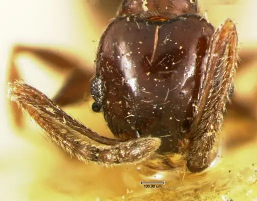Pheidole ceres specimen CASENT0105651 image casent0105651_2