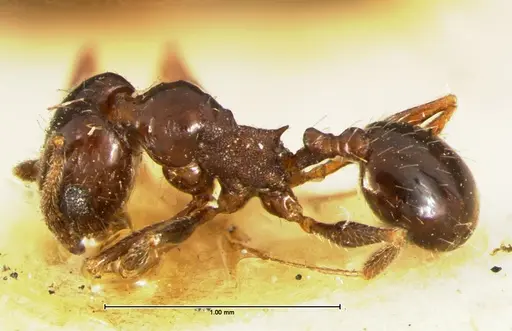 Pheidole ceres specimen CASENT0105651 image casent0105651_3