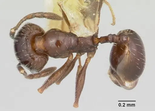 Pheidole ceres specimen CASENT0105813 image casent0105813_1