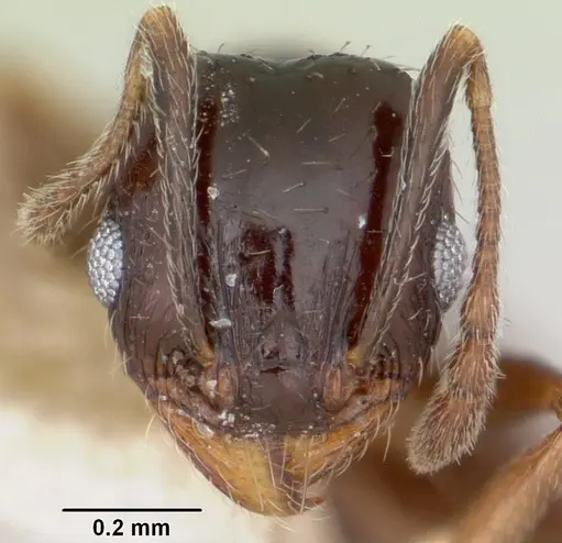 Pheidole ceres specimen CASENT0105813 image casent0105813_2