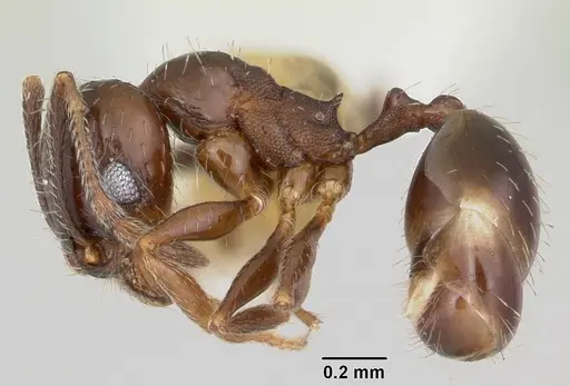 Pheidole ceres specimen CASENT0105813 image casent0105813_3