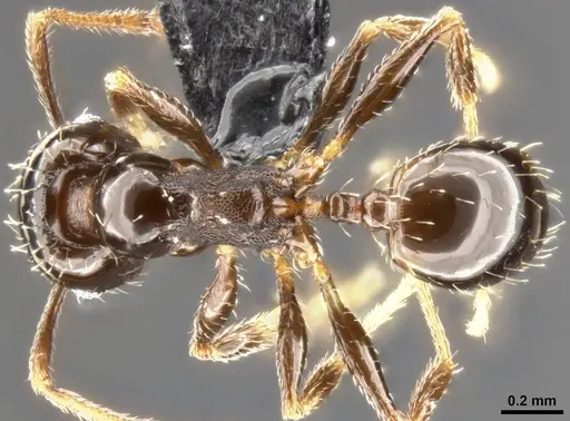 Pheidole ceres specimen CASENT0282701 image casent0282701_1