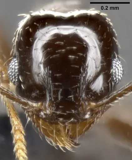Pheidole ceres specimen CASENT0282701 image casent0282701_2