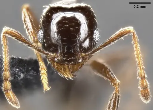 Pheidole ceres specimen CASENT0282701 image casent0282701_3