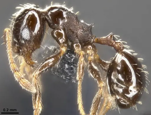 Pheidole ceres specimen CASENT0282701 image casent0282701_4