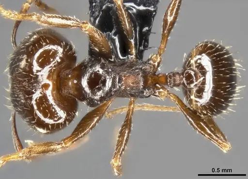 Pheidole ceres specimen CASENT0282838 image casent0282838_1