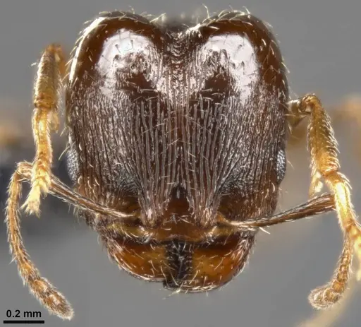 Pheidole ceres specimen CASENT0282838 image casent0282838_2
