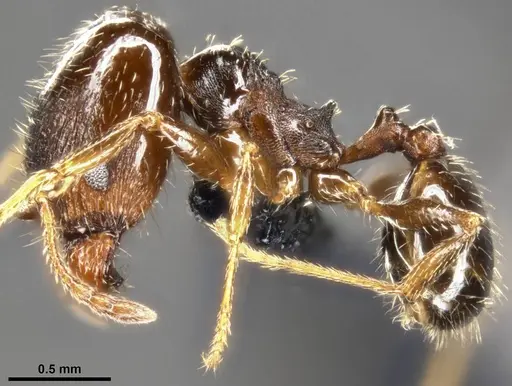 Pheidole ceres specimen CASENT0282838 image casent0282838_3