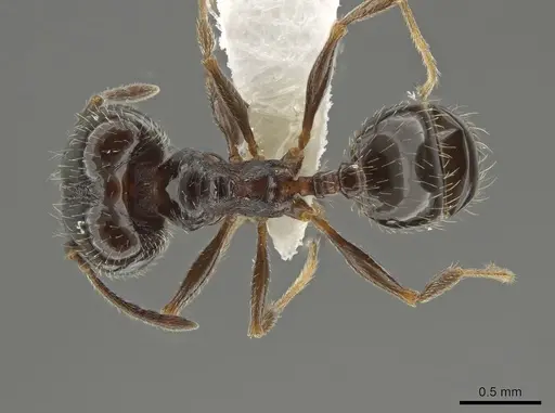 Pheidole ceres specimen CASENT0643884 image casent0643884_1