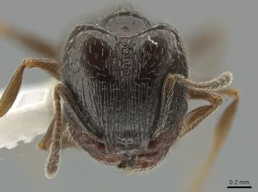 Pheidole ceres specimen CASENT0643884 image casent0643884_2