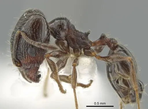 Pheidole ceres specimen CASENT0643884 image casent0643884_3