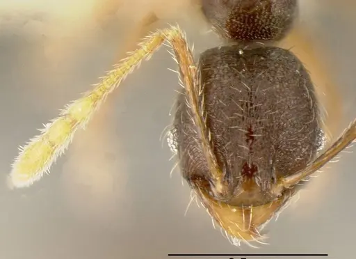 Pheidole cerina specimen CASENT0635453 image casent0635453_1