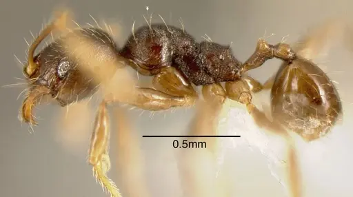 Pheidole cerina specimen CASENT0635453 image casent0635453_2
