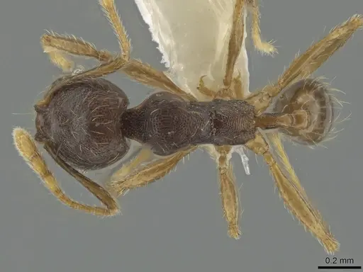 Pheidole cerina specimen CASENT0635902 image casent0635902_1