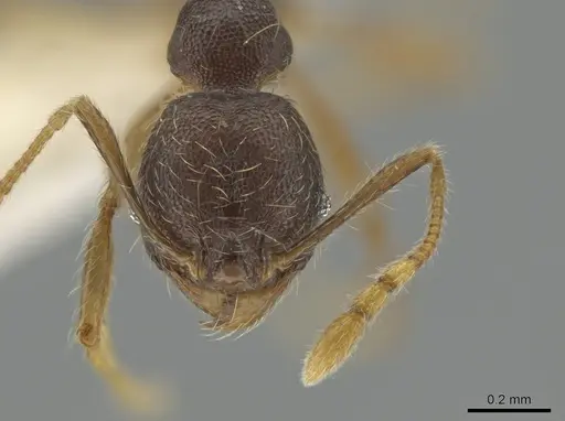 Pheidole cerina specimen CASENT0635902 image casent0635902_2