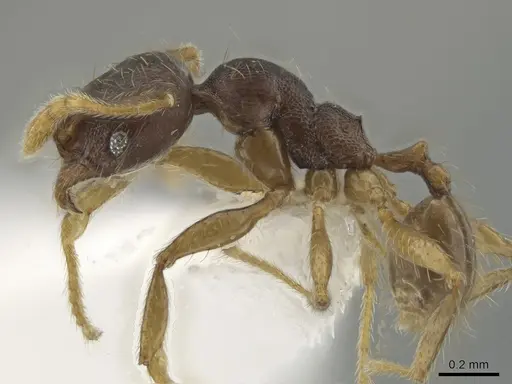 Pheidole cerina specimen CASENT0635902 image casent0635902_3