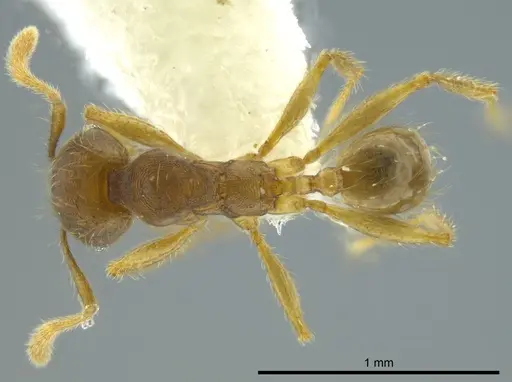 Pheidole cerina specimen INB0003604676 image inb0003604676_1